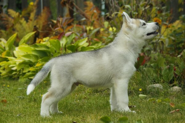 Szczeniak Husky na łonie natury