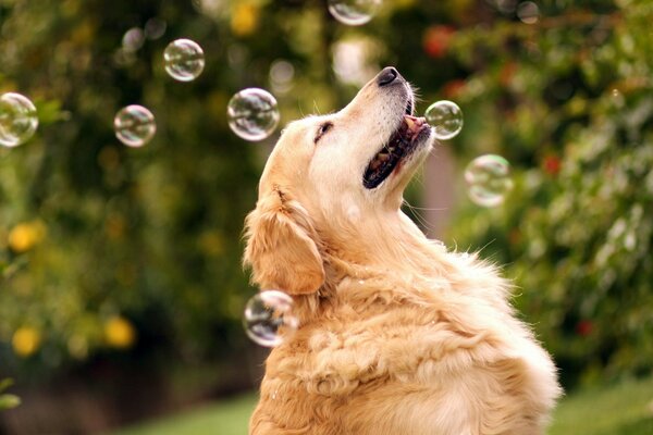 Dog enjoys soap bubbles