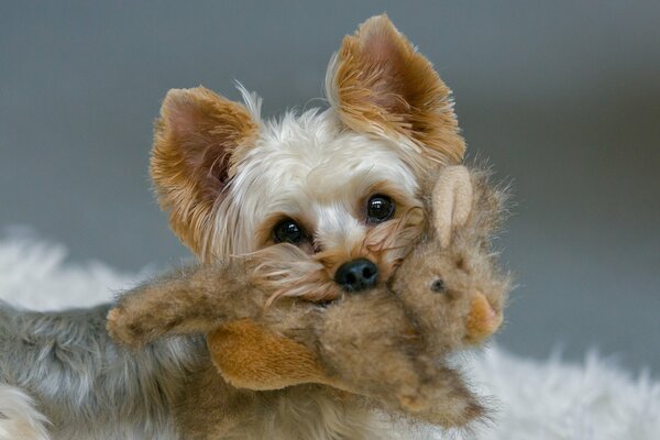 Cute Yorkshire terrier with a rabbit toy in his teeth