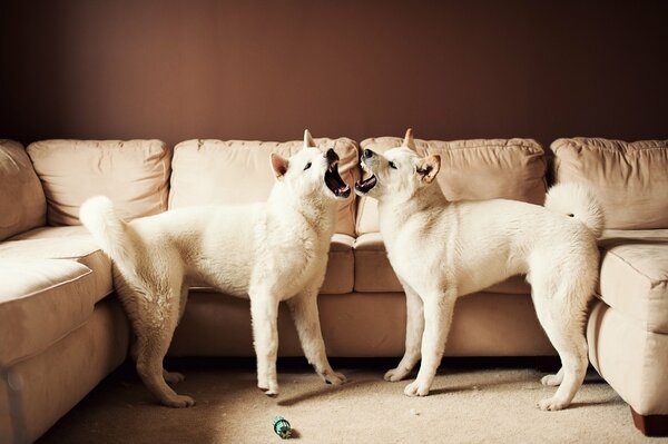 Dos perros japoneses en el Sofá