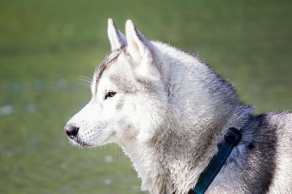 Un Husky est un rêve, pas un chien.