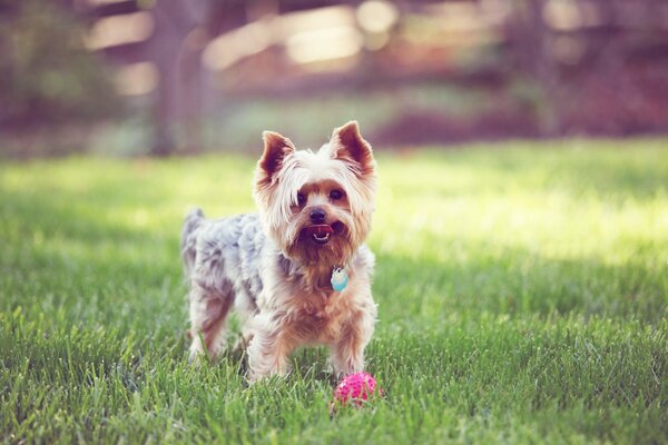 A terrier is playing with a ball on the green grass