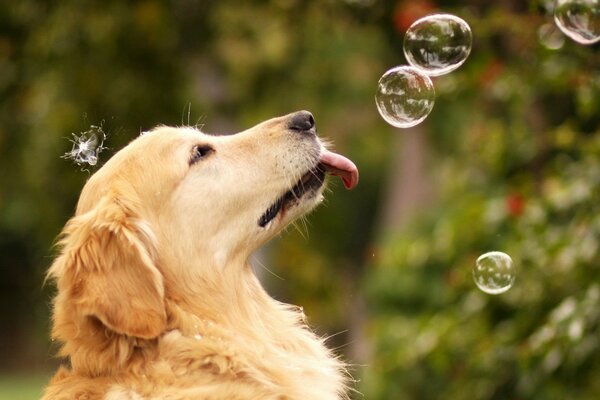 Chien avec des bulles de savon en été