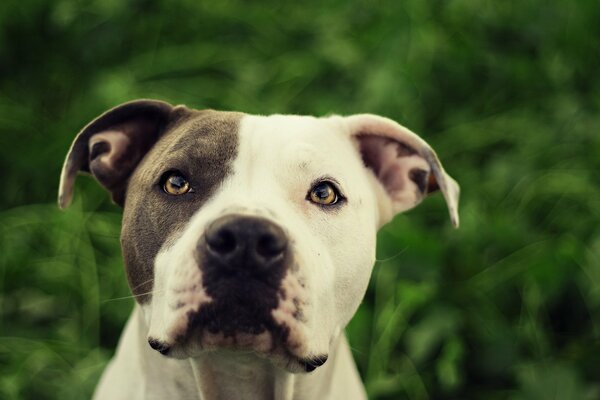 A black-and-white pit bull against a background of green trees