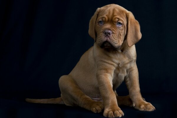 A puppy on a black background