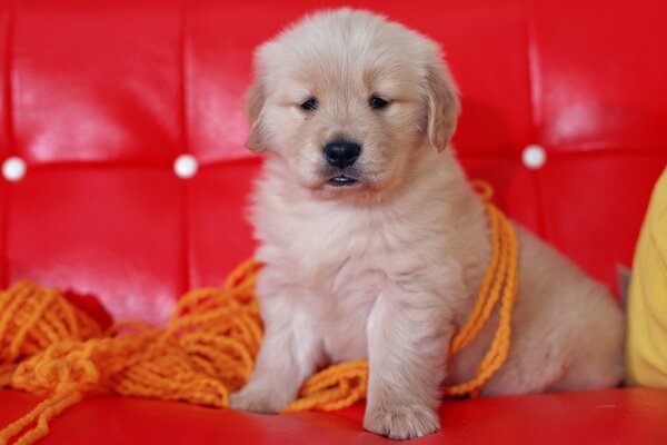 A puppy on a red sofa wrapped in threads