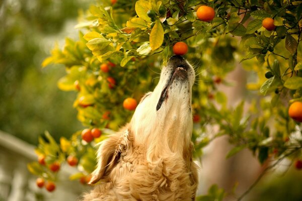 Der Hund versucht, eine Mandarine zu riechen, die an einem Baum hängt