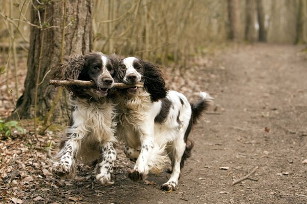 A fun walk of two dogs