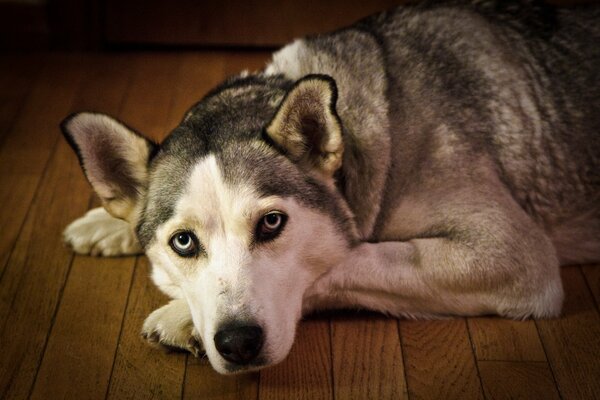 Husky climb on wooden floor