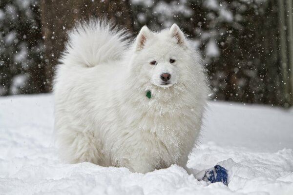 Flauschiger Hund flauschiger Winter