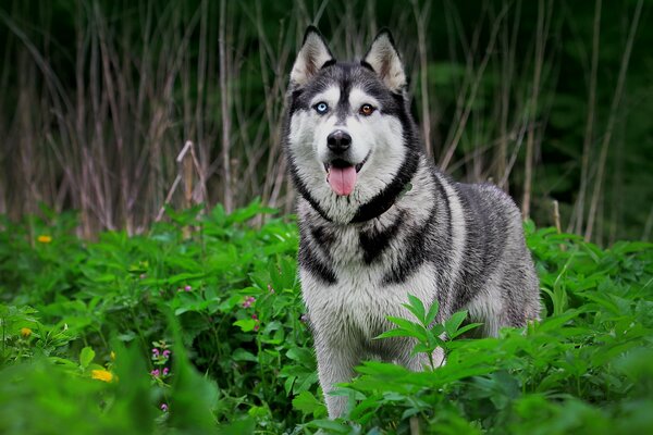 Husky caminando en un claro del bosque