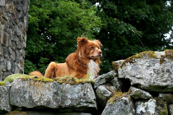 Retriever che ammira la natura sulle rocce