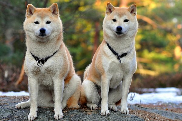 Two dogs against the background of nature