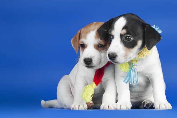 Foto de los mejores amigos de los cachorros