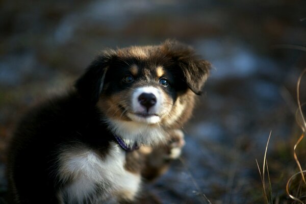 A black puppy with a devoted look