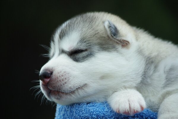 The puppy snores on the paw quietly