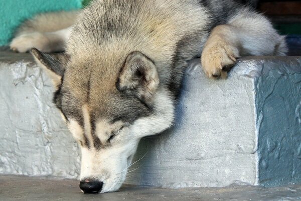 Śmieszny Husky zasnął z nosem w podłodze