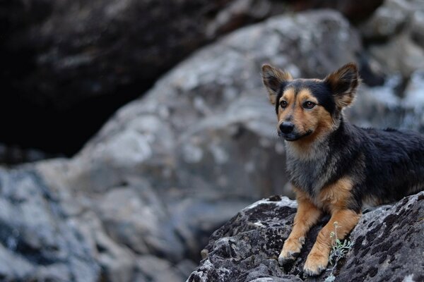 The dog is sitting on the rocks