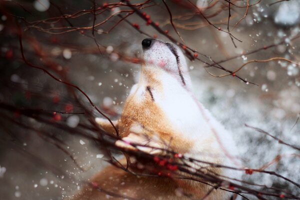 Aesthetics of a dog in nature