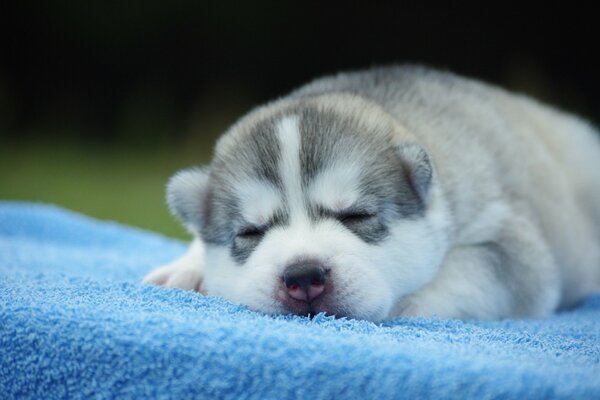 Cucciolo che dorme su una coperta blu