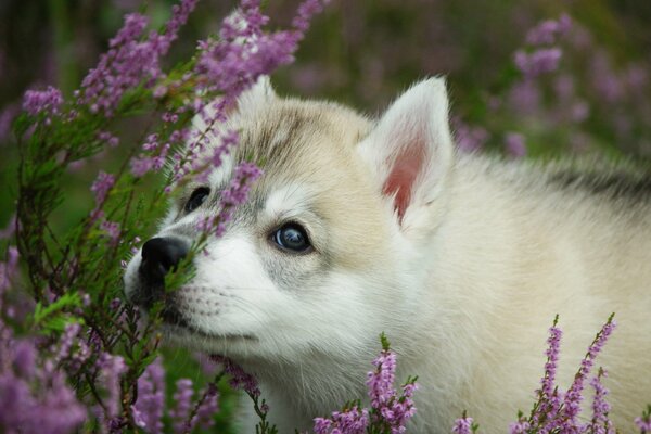 A light puppy among lavender