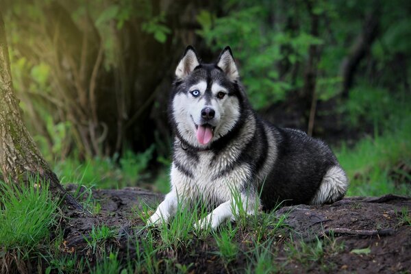 Husk siberiano se encuentra sacando la lengua