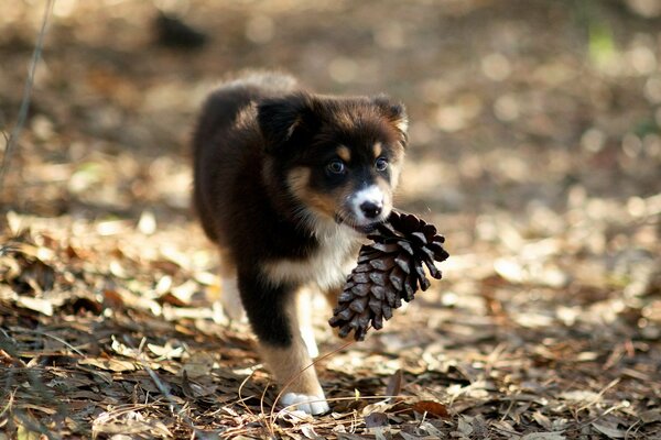 Beau chiot porte une bosse dans les dents
