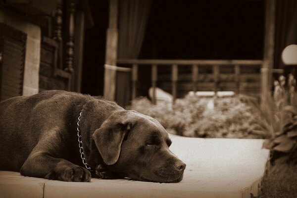 A brown dog with a chain is resting on the porch