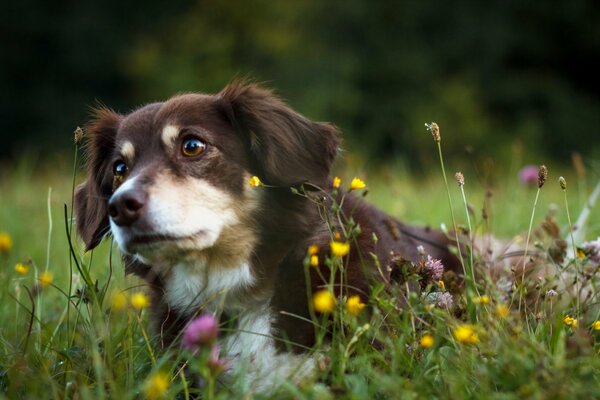 Hund mit braunen Augen im Blumenfeld