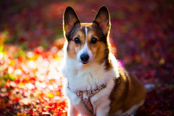 Perro en los rayos del sol en otoño