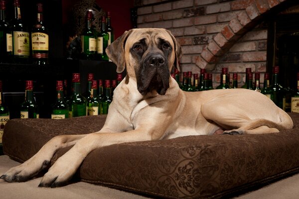 Mastiff se trouve sur un oreiller sur un fond de whisky