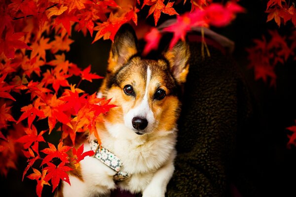 Regard de chien et feuillage d automne