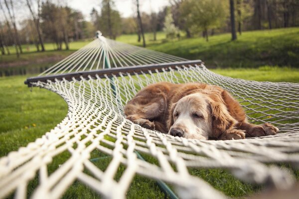 Netter Hund in der Hängematte