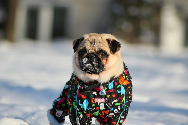 Ein Mops in einer Jacke im Winter