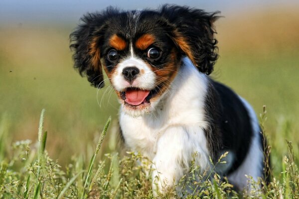 A puppy on a walk in the field