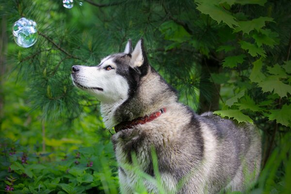 Fiel huska a solas con la naturaleza en el bosque