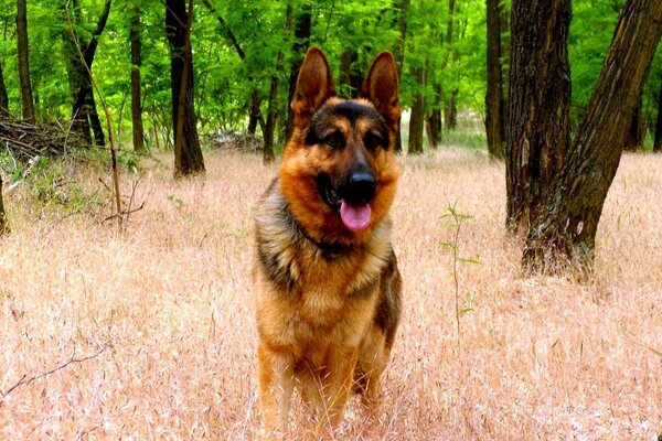 Der deutsche Schäferhund beobachtet die Ohren aufgerissen