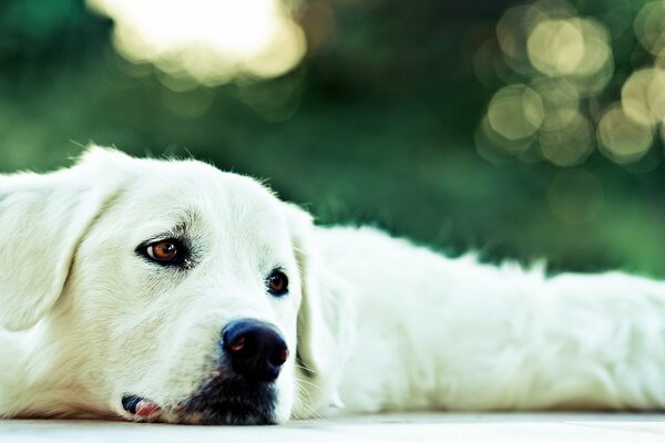 The look of a dog. Man s friend