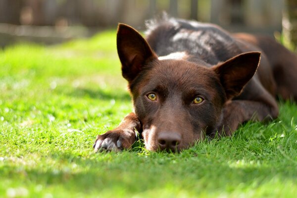Brauner Hund auf grünem Gras