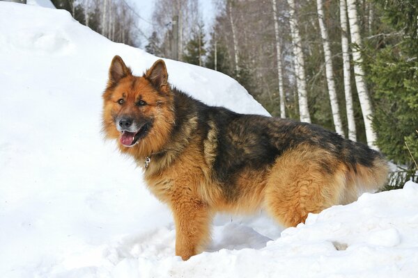 German Shepherd on white snow