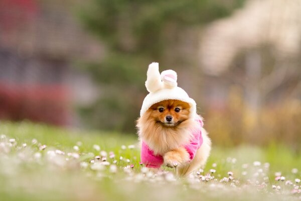 A red-haired pomeranian in a bunny costume in nature. Blurred background