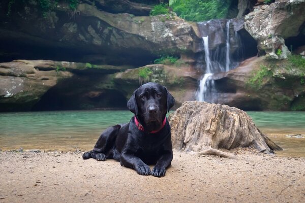 Perro negro yace en la orilla del agua