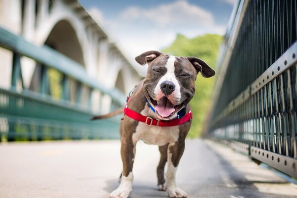 Un perro sonriente camina por un puente
