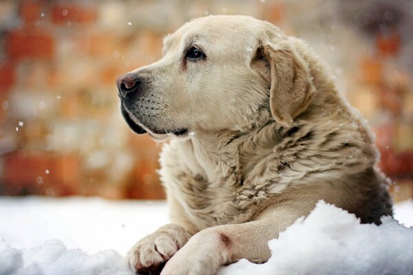 A beautiful dog with a thoughtful look