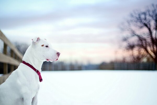 Aesthetics of the white pit bull in winter