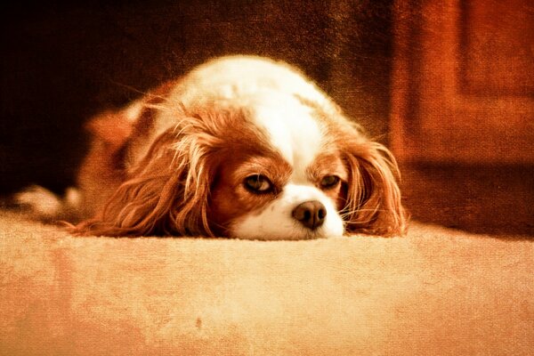 Chien assoupie sur un tapis beige