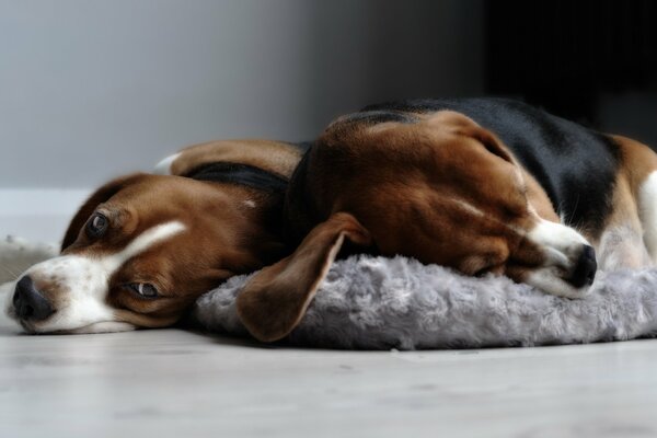 Perro beagley en la casa-comodidad