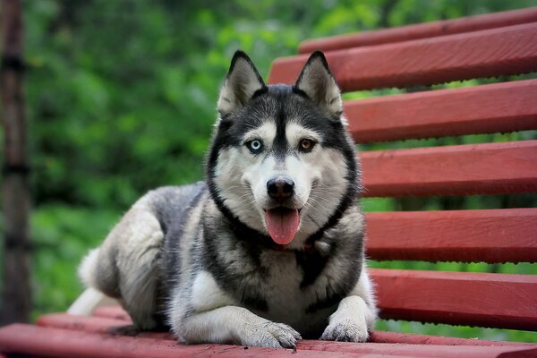 Il cane popoli Siberian Husky giace su una panchina