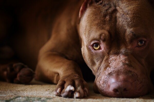 Chien brun regarde profondément dans l âme