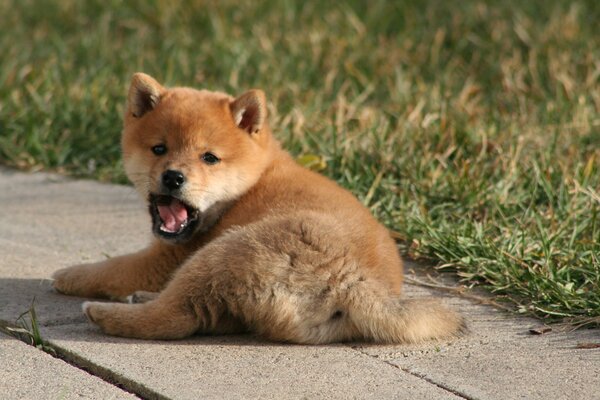 Lindo cachorro pelirrojo en la hierba verde